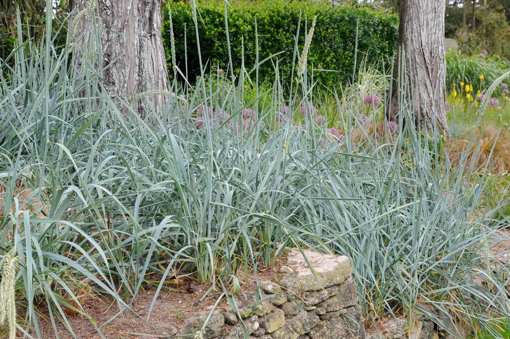 lyme grass