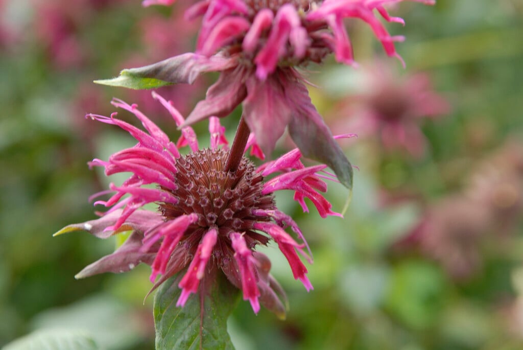 bergamot 'Kardinal'