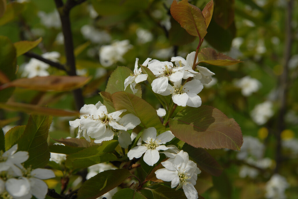 <i>Amelanchier</i> <i>bartramiana</i> 'Eskimo'