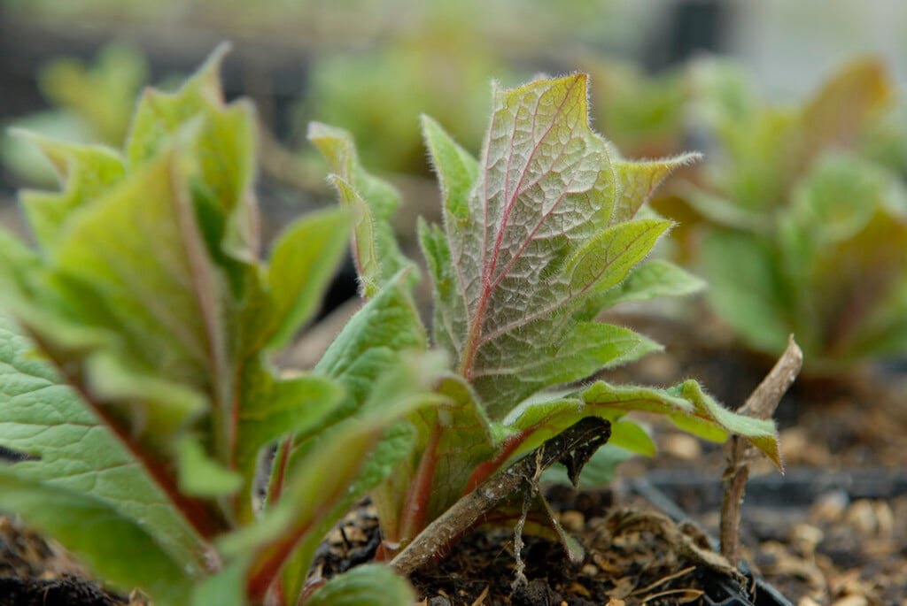<i>Triosteum</i> <i>pinnatifidum</i>