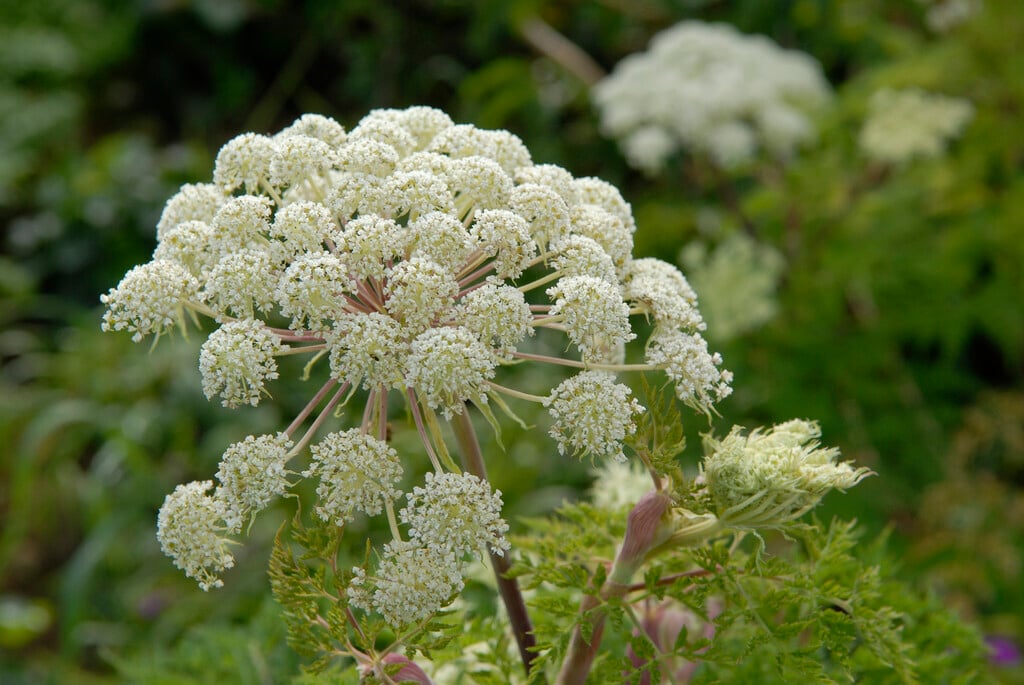 Wallich milk parsley