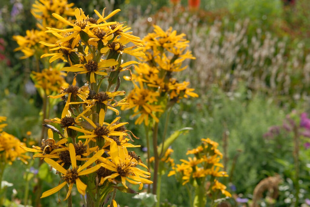 <em>Ligularia</em> × <em>hessei</em>