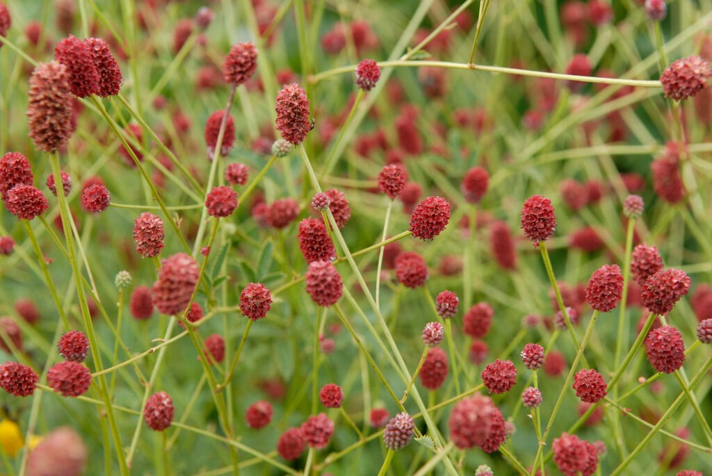 burnet 'Beetlewings'