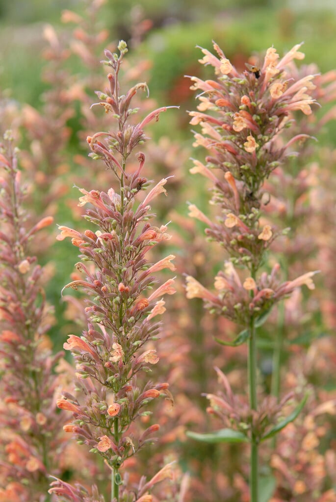 giant hyssop 'Kolibri'