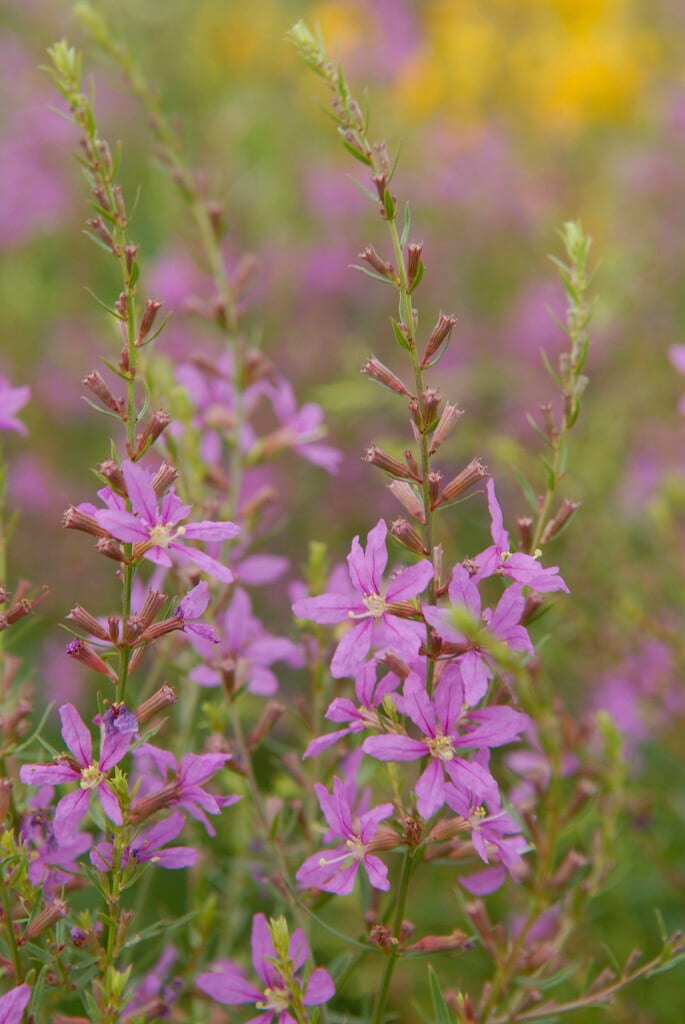 purple loosestrife 'Swirl'
