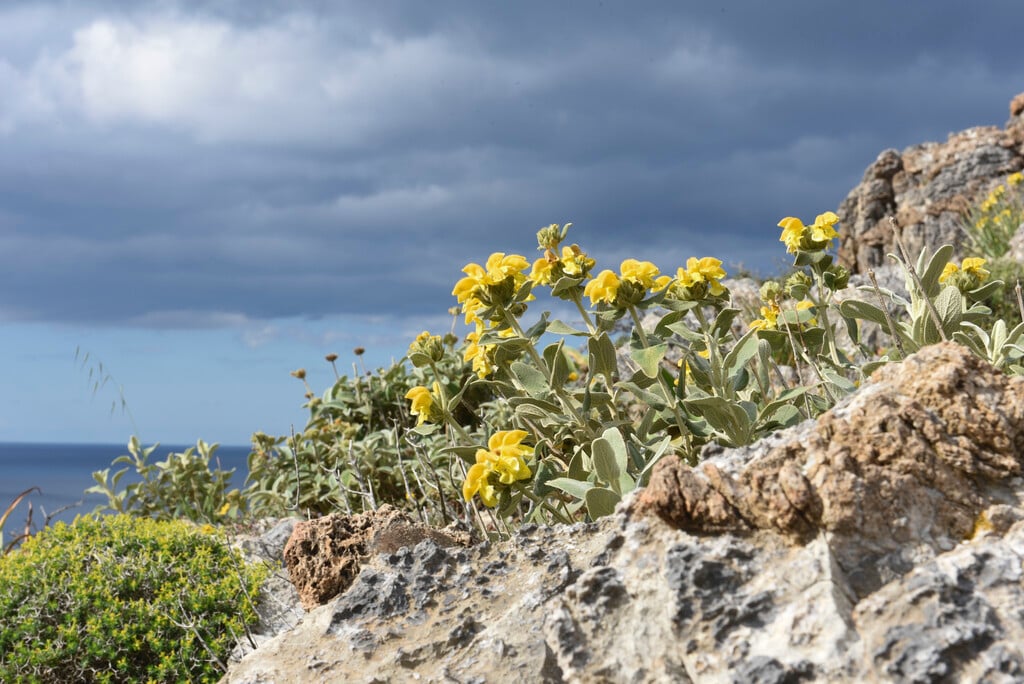 <i>Phlomis</i> <i>cretica</i>