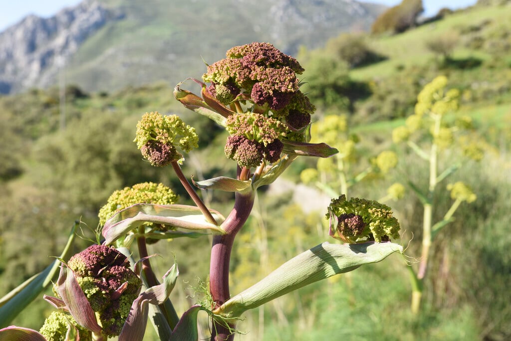 giant fennel