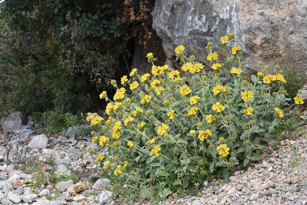<i>Phlomis</i> <i>cretica</i>