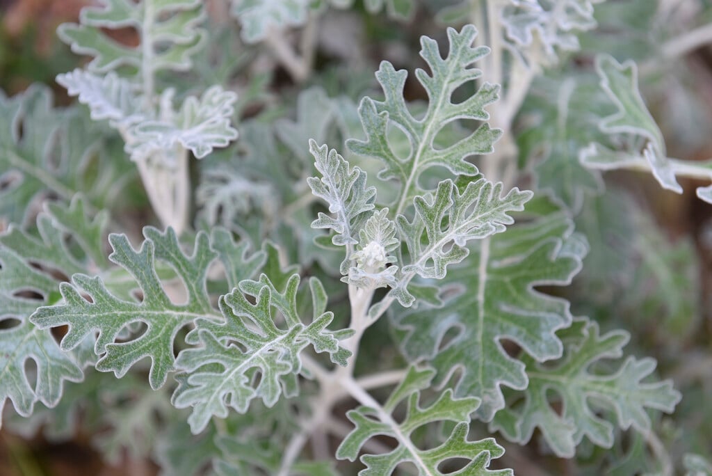 silver ragwort