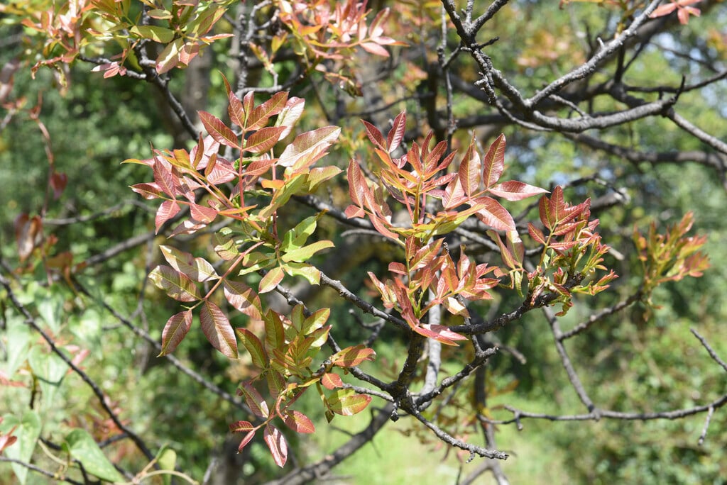 turpentine tree