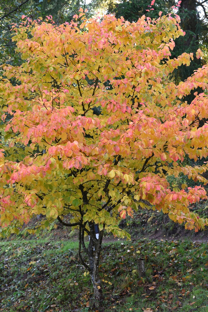Persian ironwood 'Bella'
