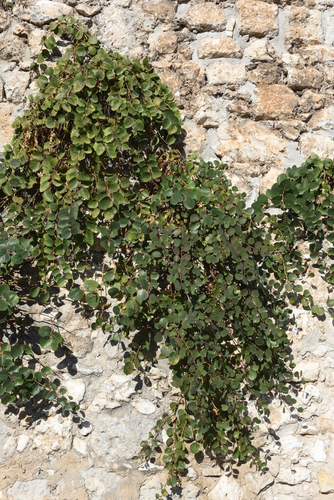 plants that hang on the wall Wall Plant Propagation Station