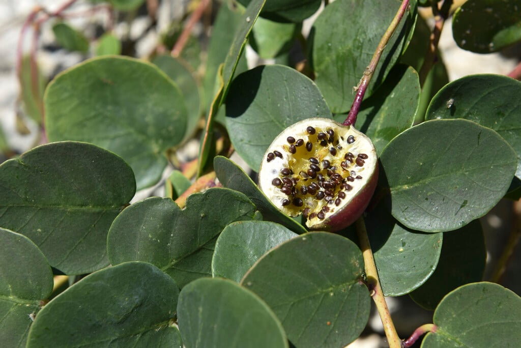 common caper
