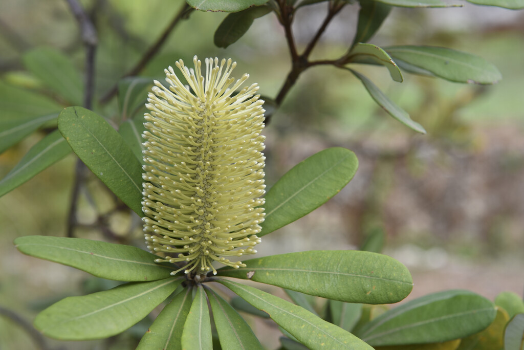 coast banksia