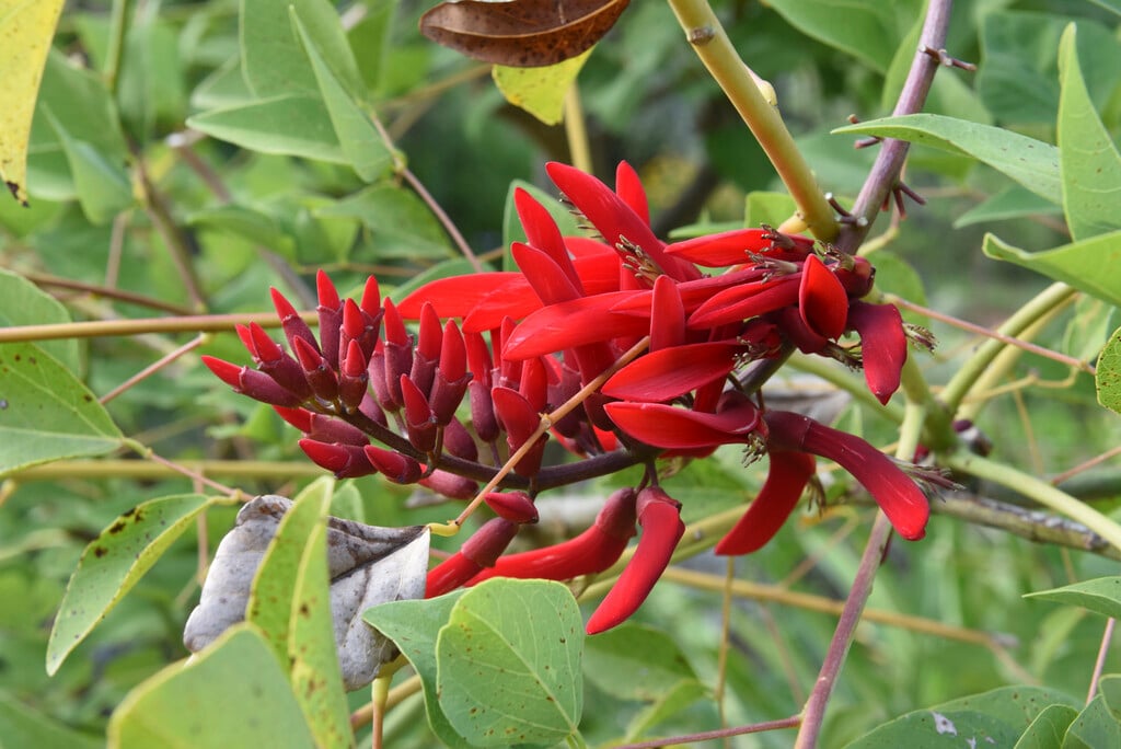 common coral tree