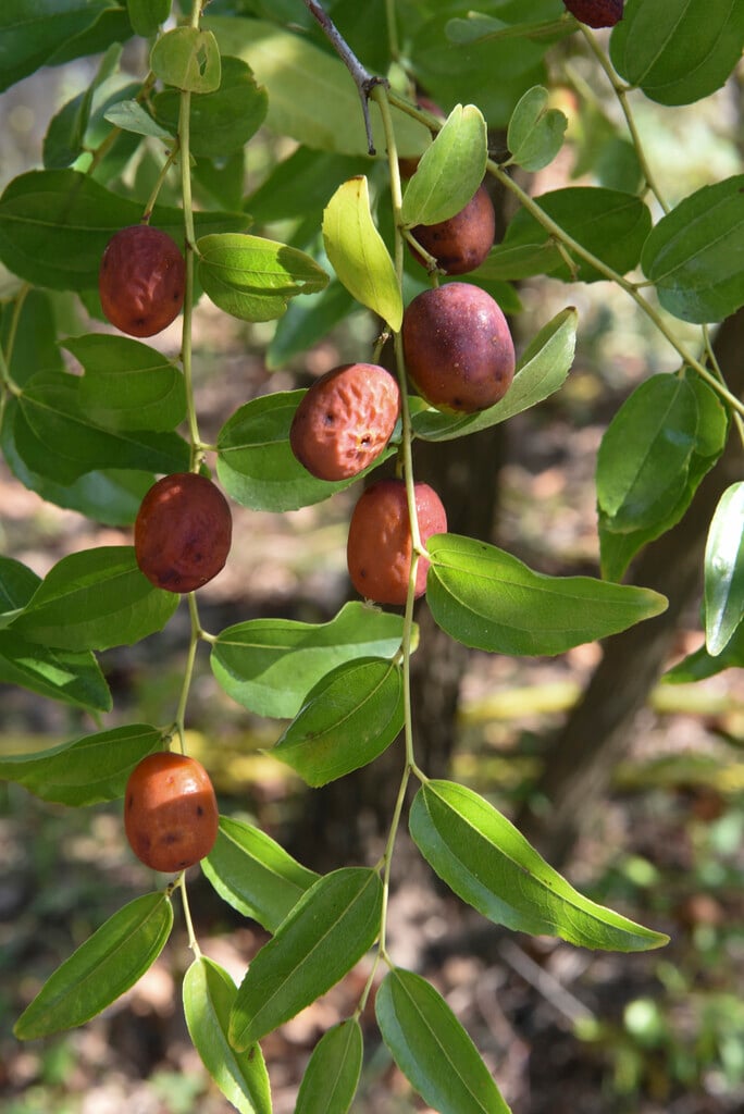 jujube