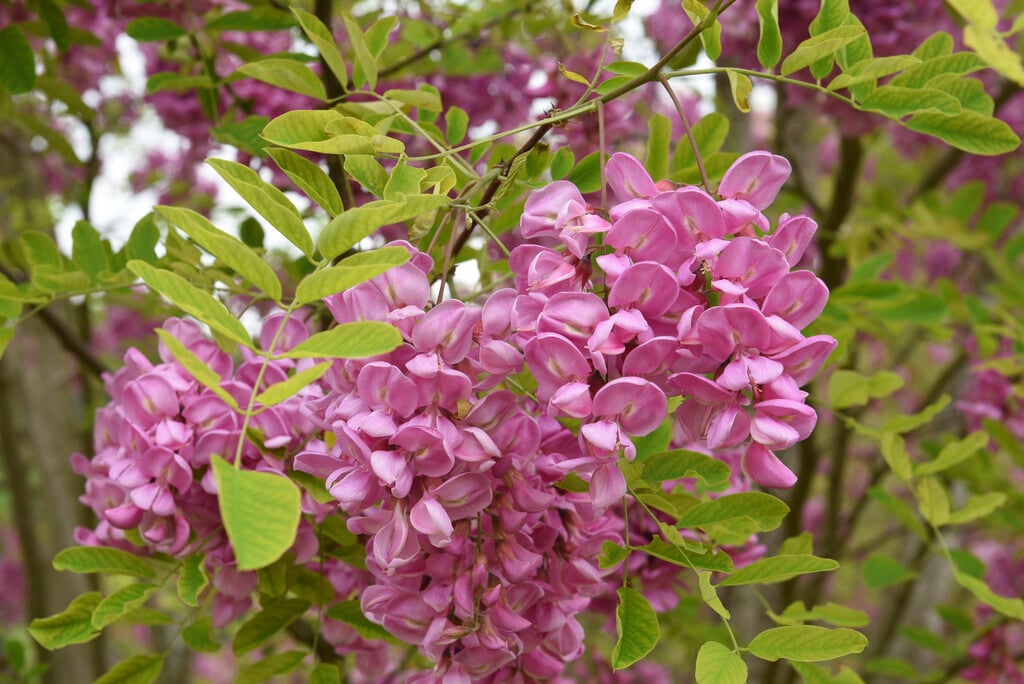 locust 'Pink Cascade'