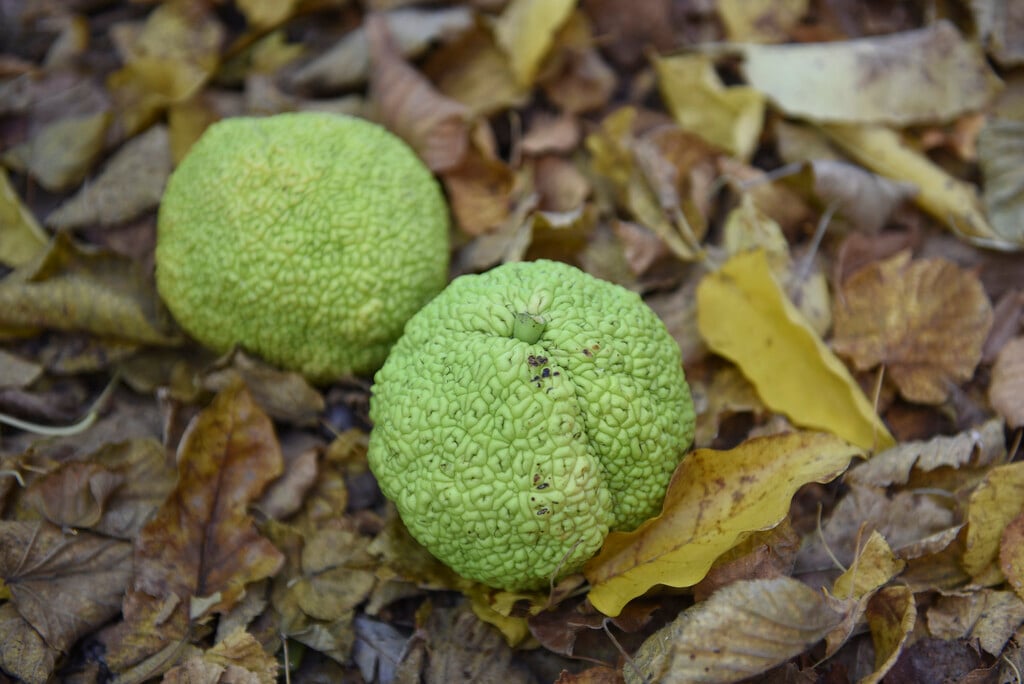 Osage orange