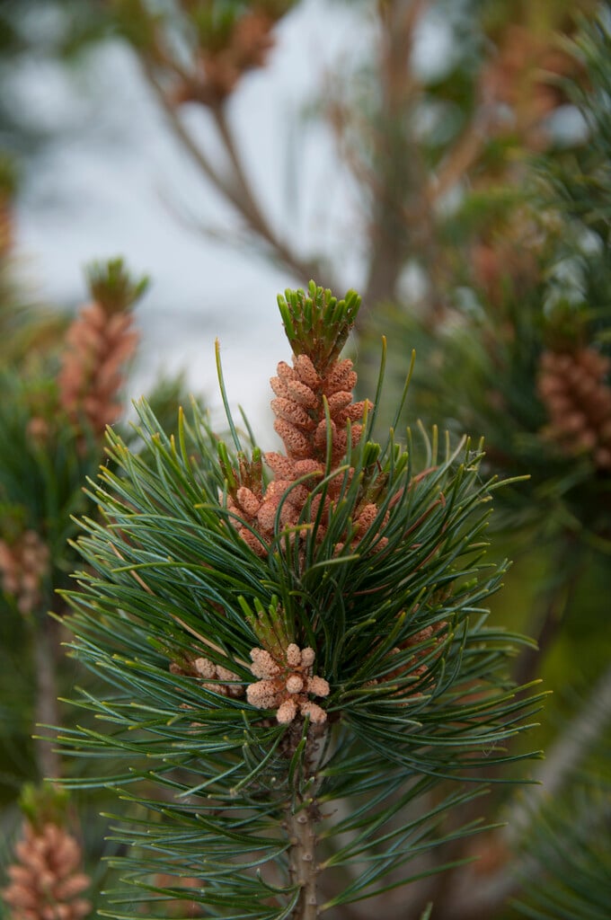 Japanese white pine 'Glauca'