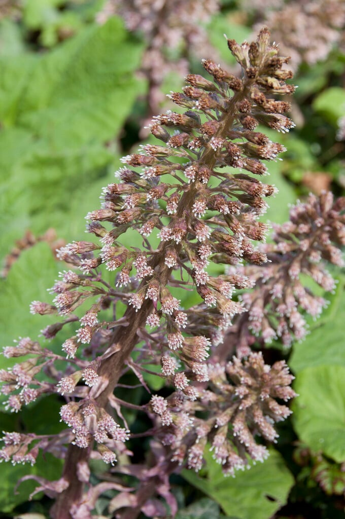 butterbur