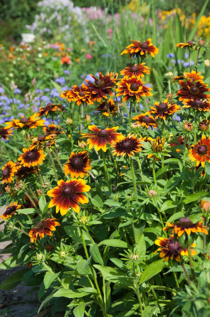 coneflower 'Moreno'