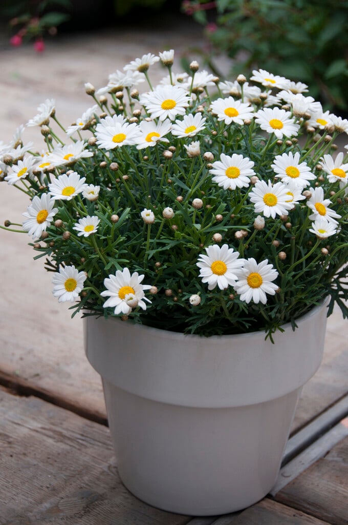 Paris daisy
