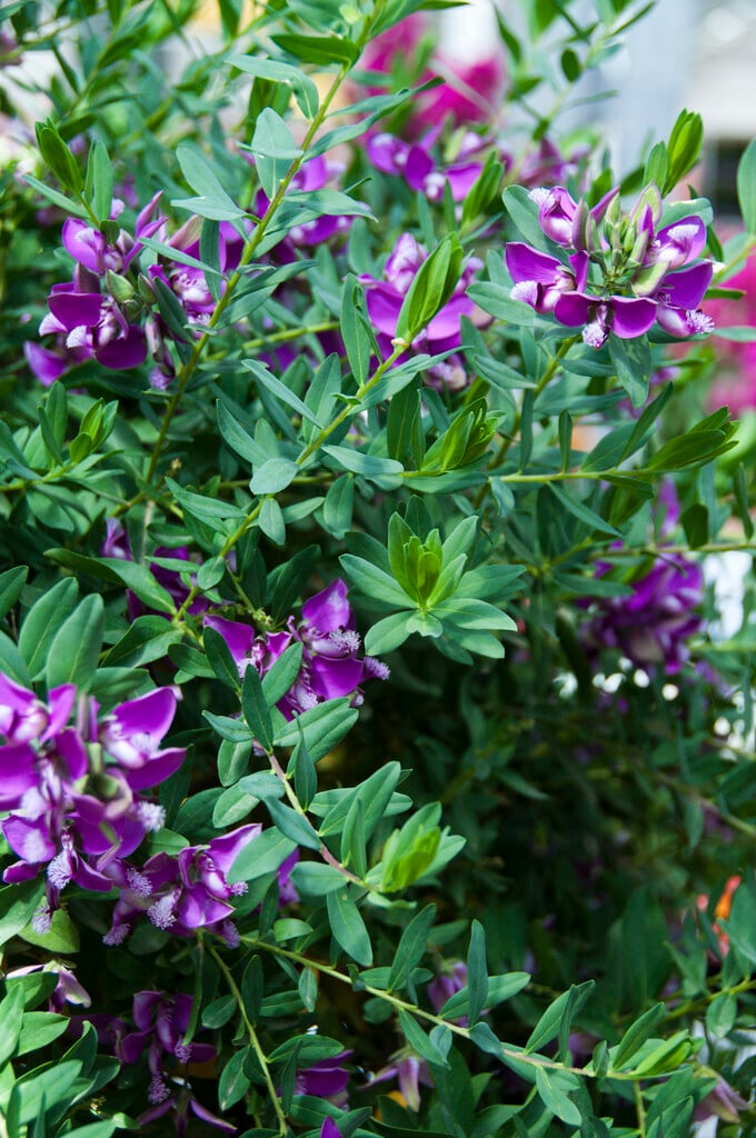 myrtle-leaved milkwort