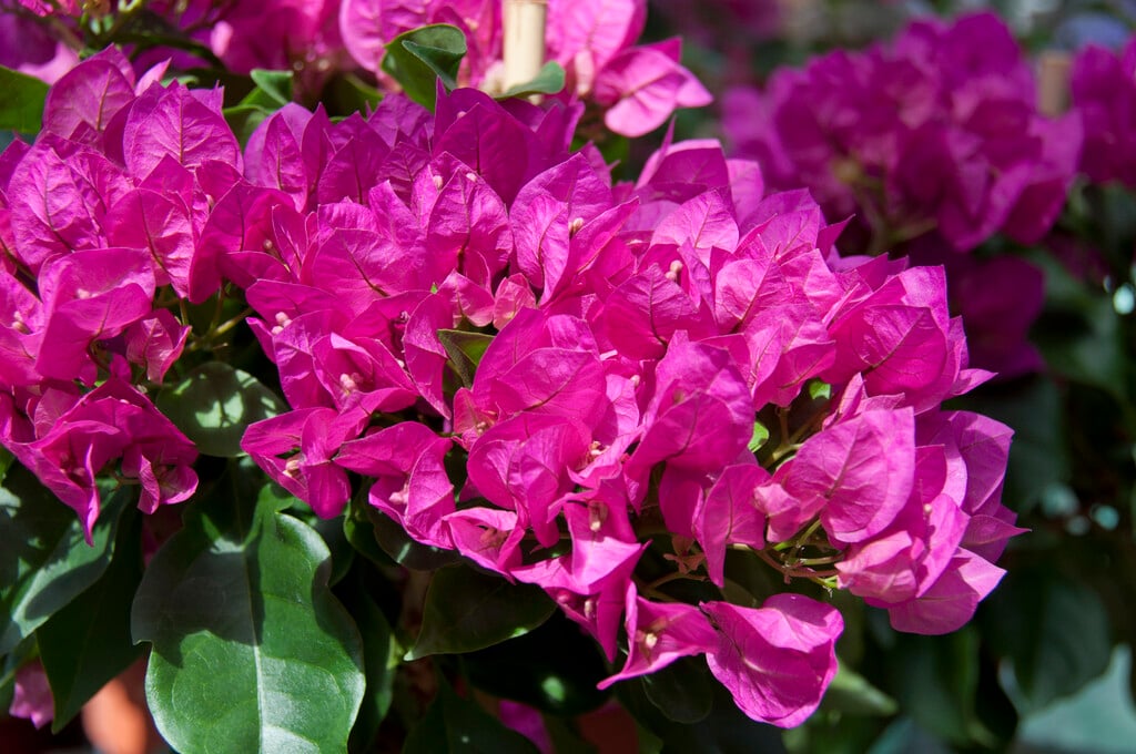bougainvillea 'Vera Deep Purple'