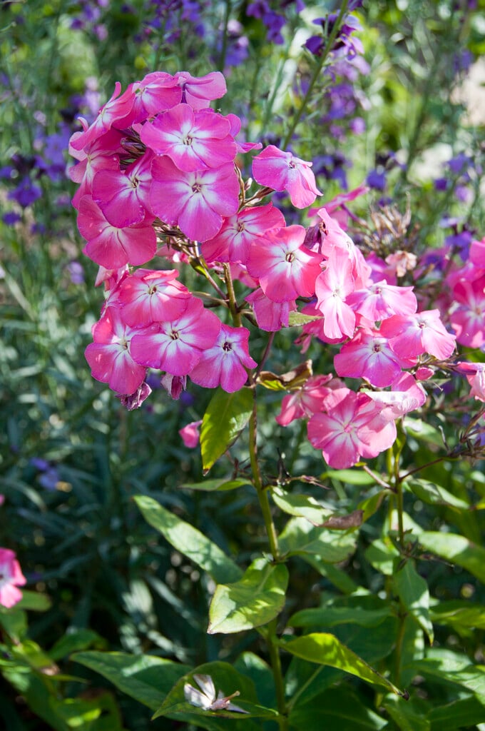 perennial phlox 'Junior Dance'