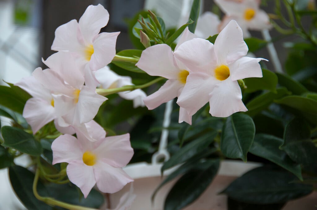 <i>Mandevilla</i> <i>sanderi</i>