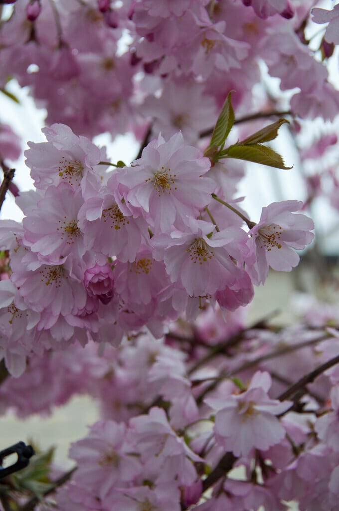 cherry 'Spire'