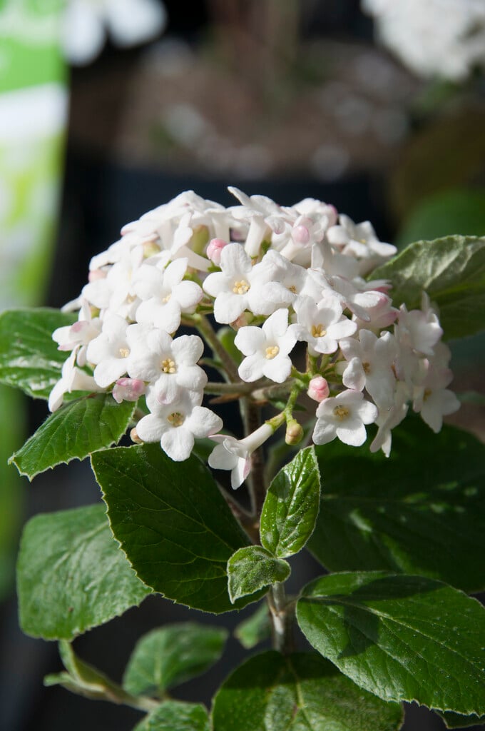 arrowwood 'Anne Russell'