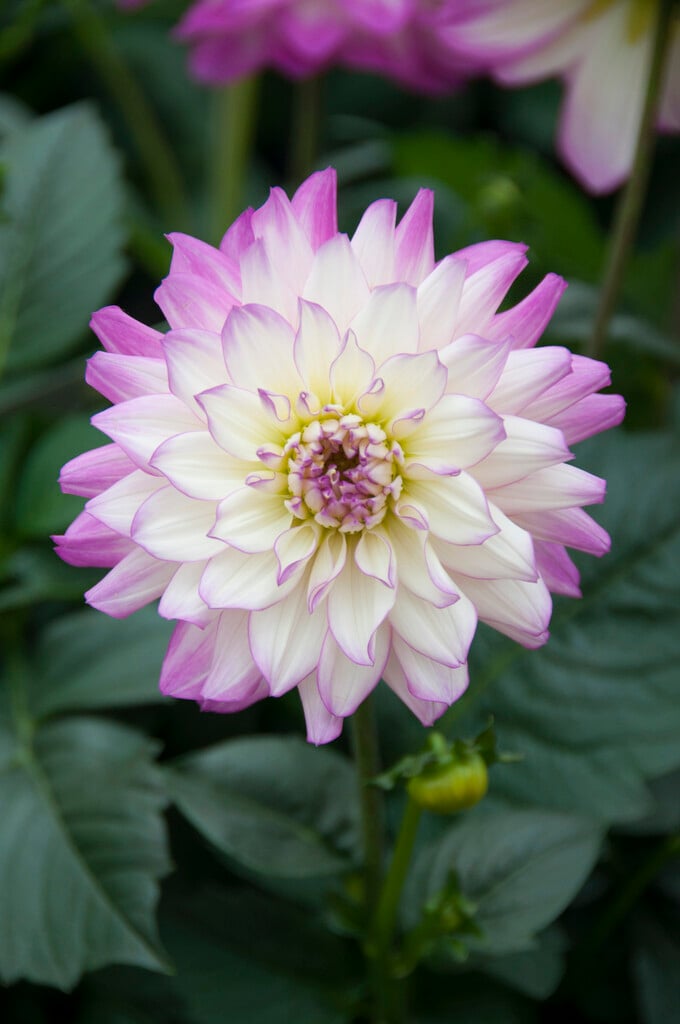 <i>Dahlia</i> 'Veracruz'