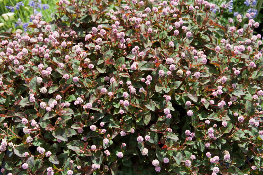 pink knotweed