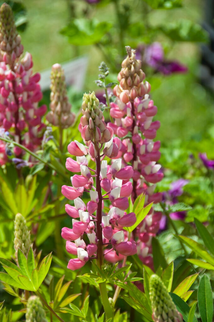 lupin 'The Chatelaine'