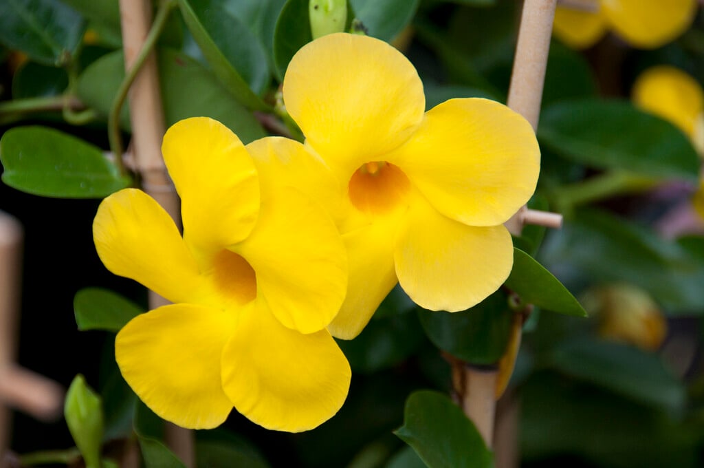 <i>Mandevilla</i> [<span style="font-variant: small-caps;">Diamantina Opale Citrine</span>] ('Lancalifornia') (Diamantina Series)