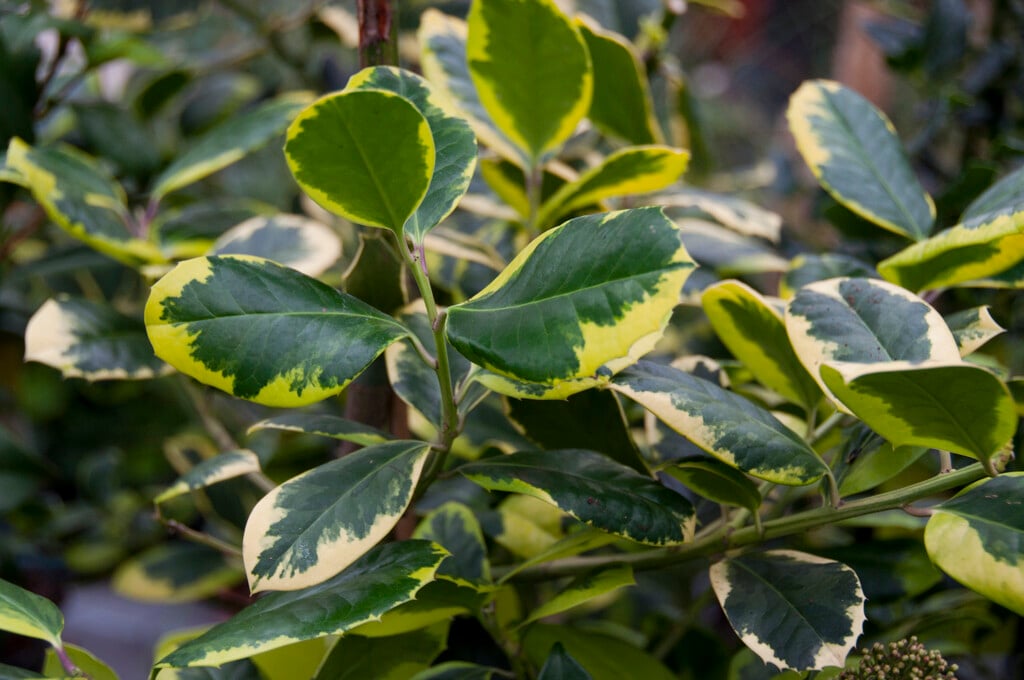 holly 'Golden King'