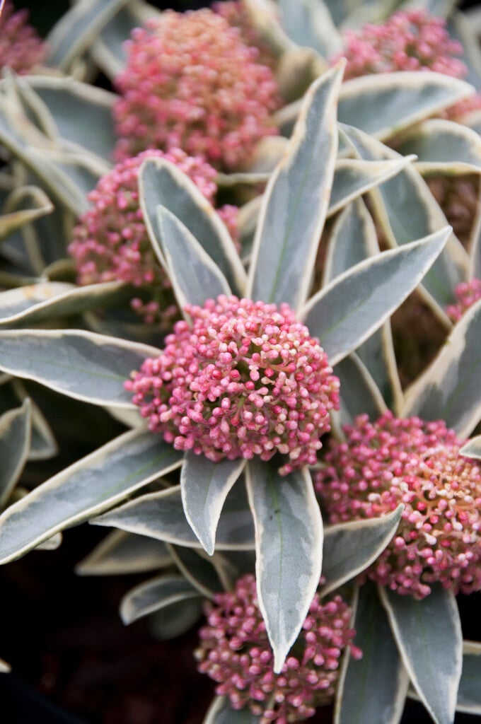 skimmia 'Magic Marlot'