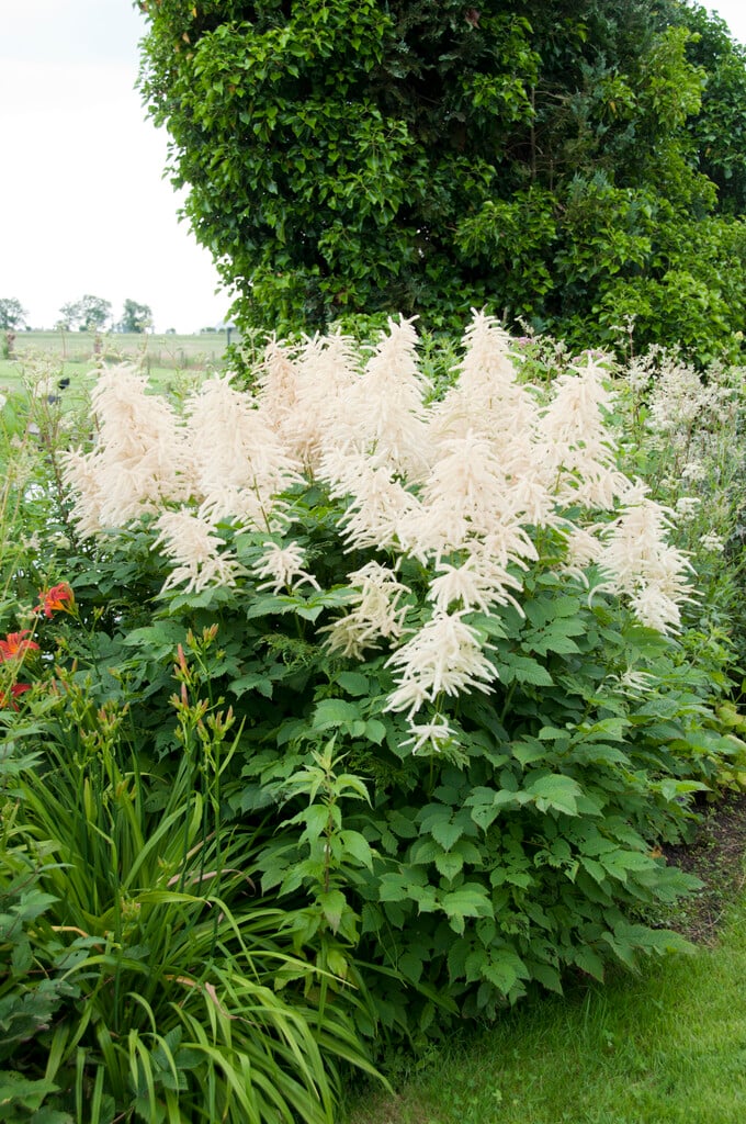 <i>Aruncus</i> <i>dioicus</i> (f)