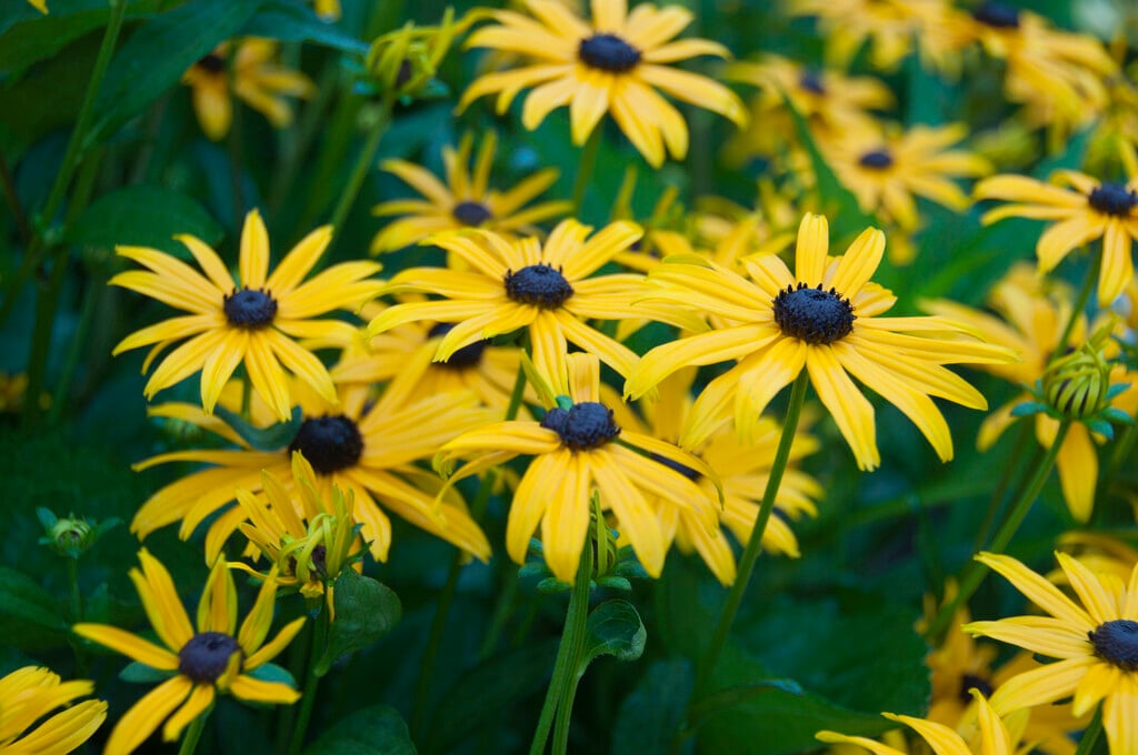 black-eyed Susan 'Early Bird Gold'