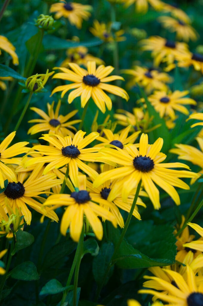 black-eyed Susan 'Early Bird Gold'