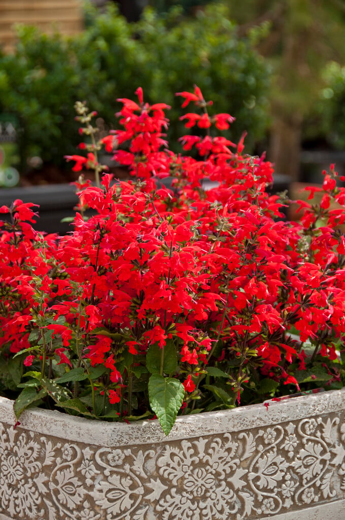 <i>Salvia</i> <i>coccinea</i> 'Summer Jewel Red' (Summer Jewel Series)