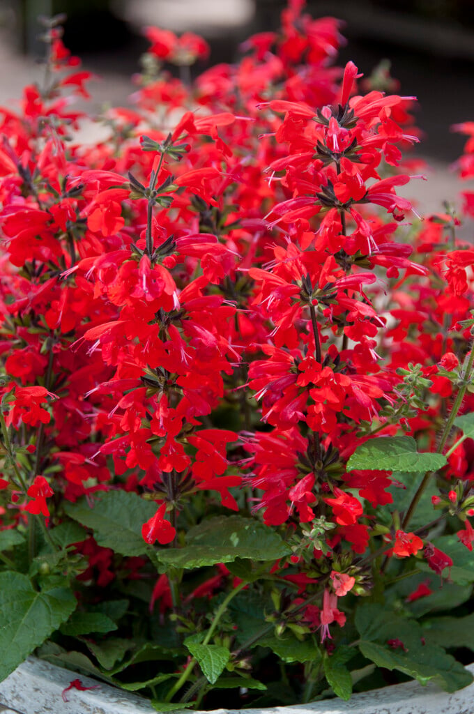 <i>Salvia</i> <i>coccinea</i> 'Summer Jewel Red' (Summer Jewel Series)