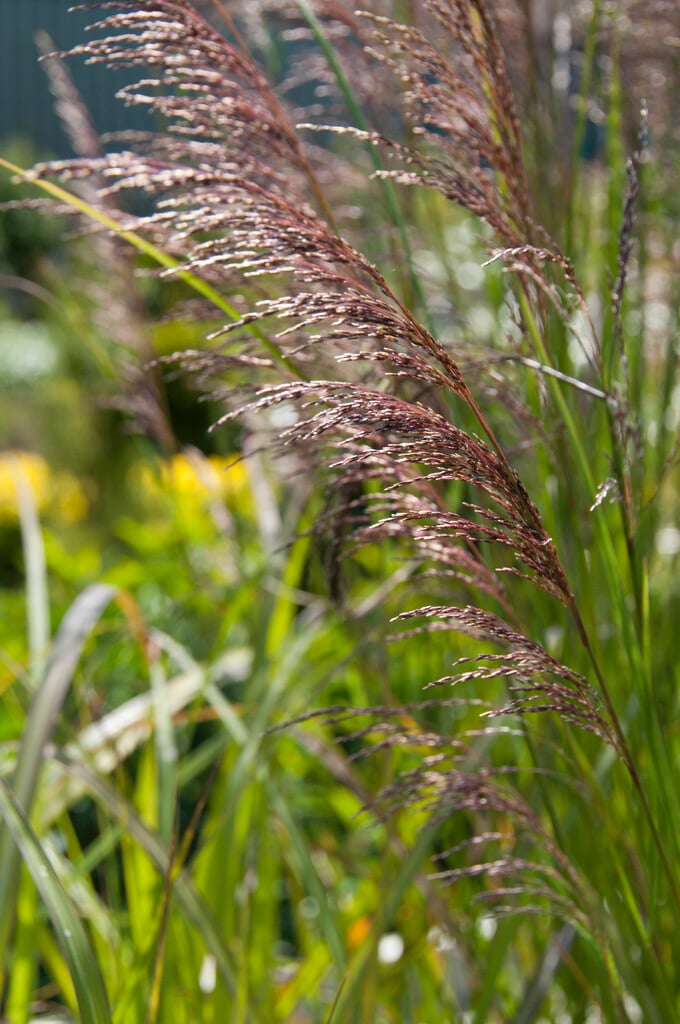 Deschampsia cespitosa