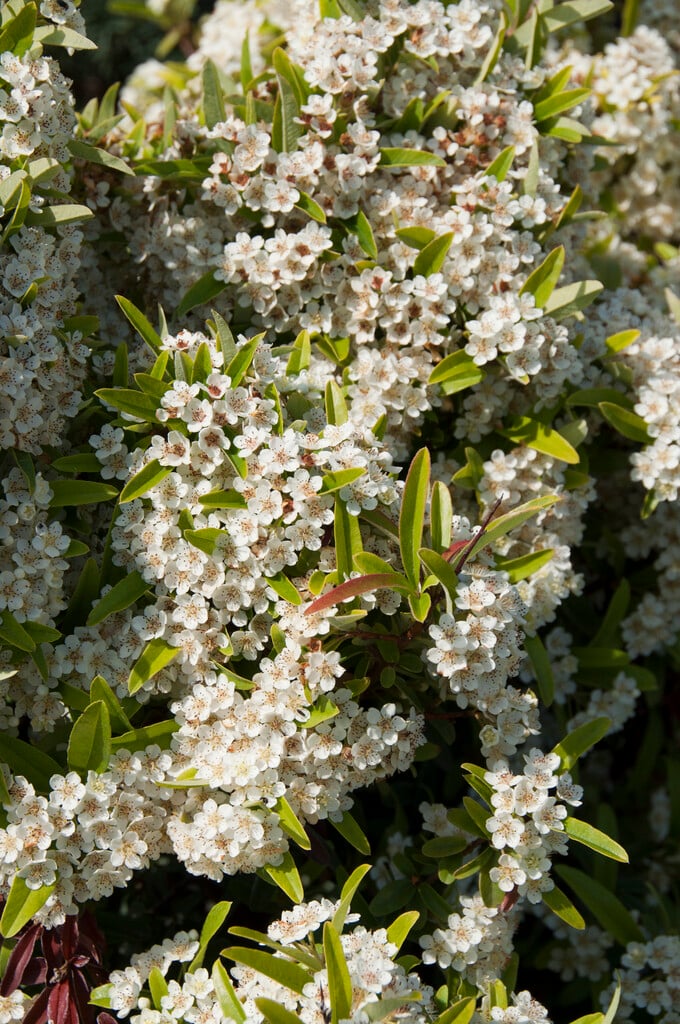 firethorn 'Navaho'