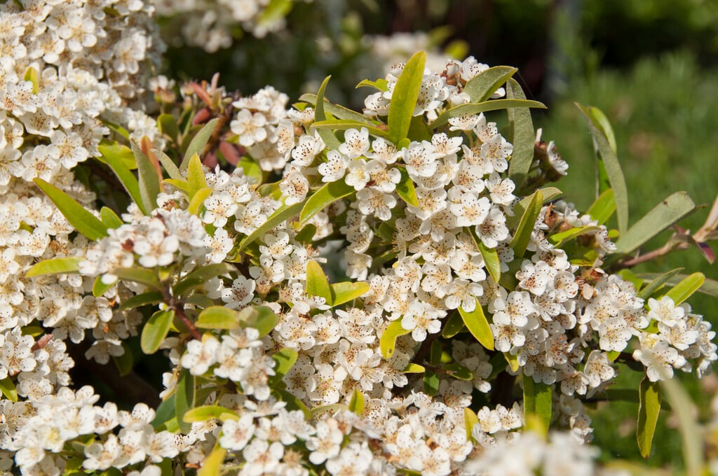 firethorn 'Navaho'