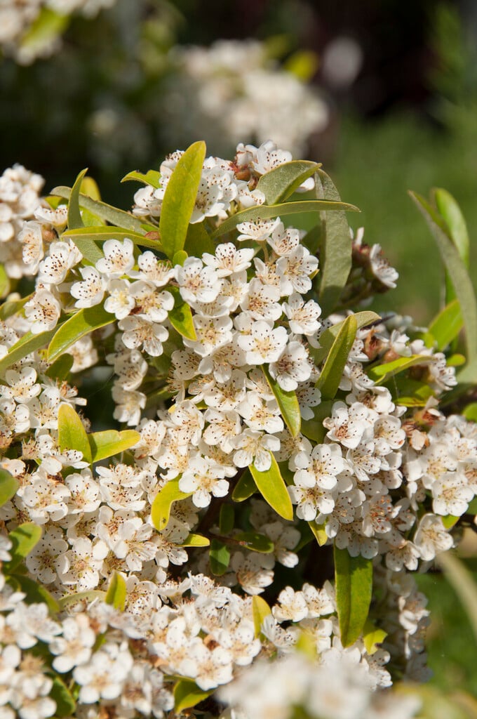 firethorn 'Navaho'