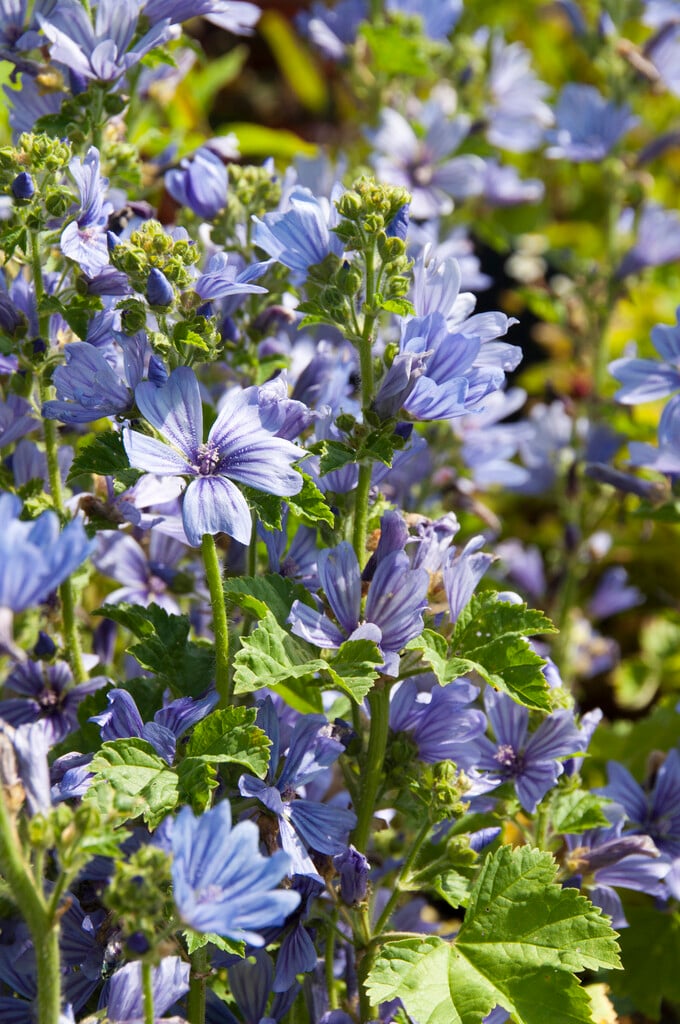 mallow 'Primley Blue'