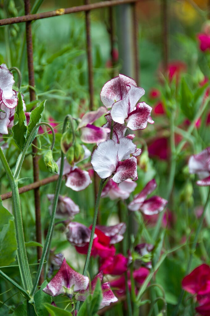 sweet pea 'Lisa Marie'