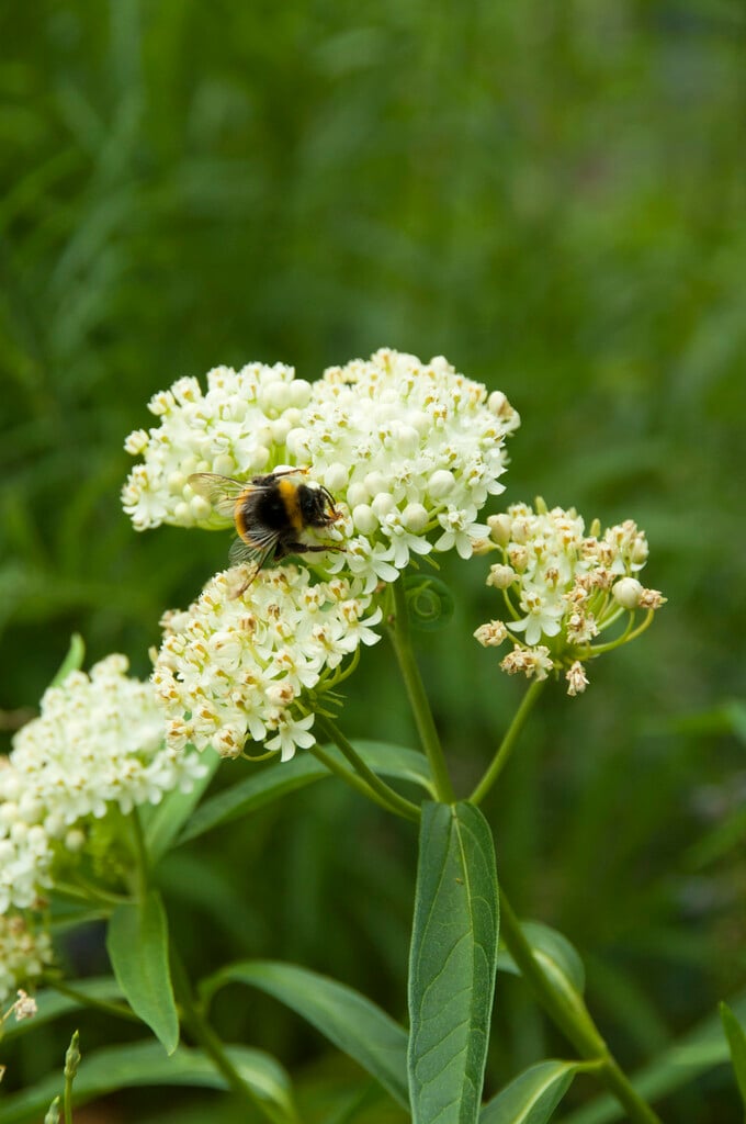 swamp milkweed 'Alba'